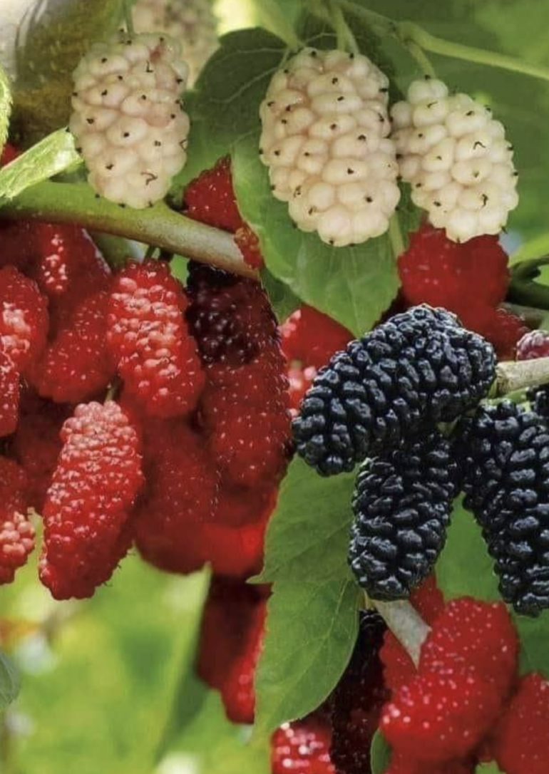 ADONIS BOTANIC GARDEN CYPRUS red fruits 770x1086