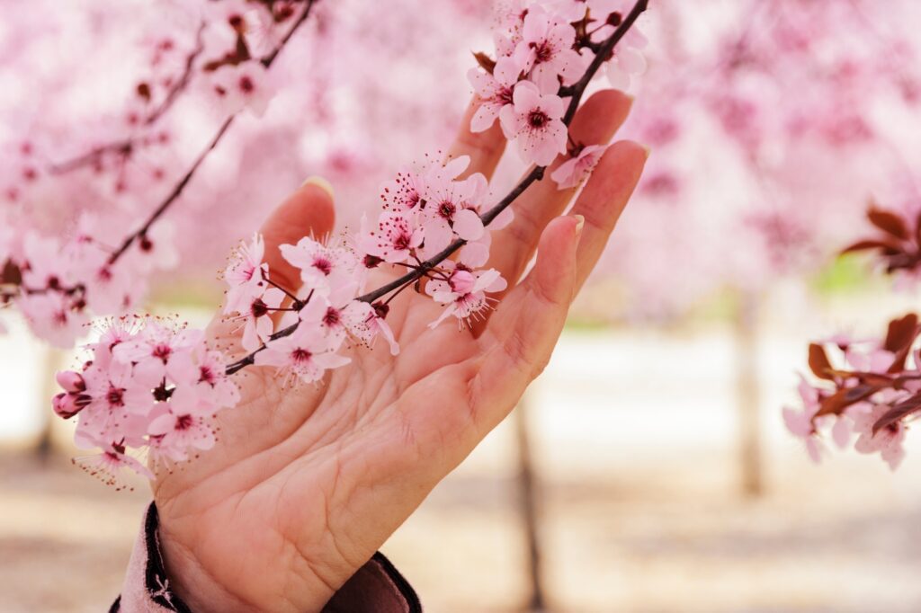 cyprus Events - Almond Tree Blossom Festivals