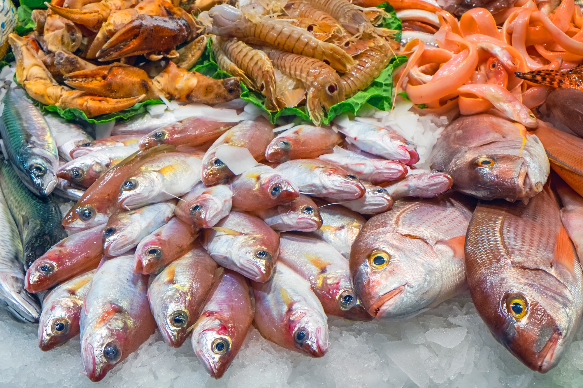 Feel the Coastal Magic at the Fish Festival in Latsi 2025