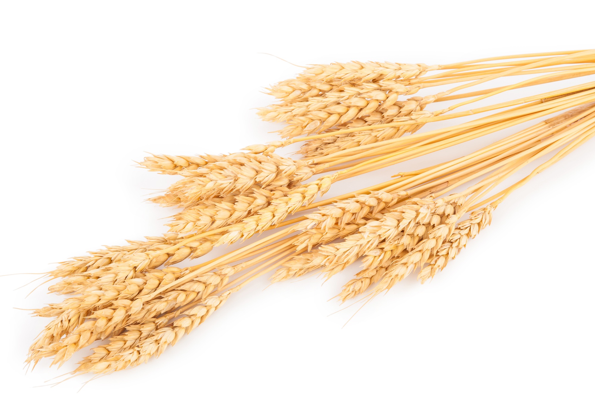 Embrace the Soulful Spirit at the Wheat Harvest Festival!