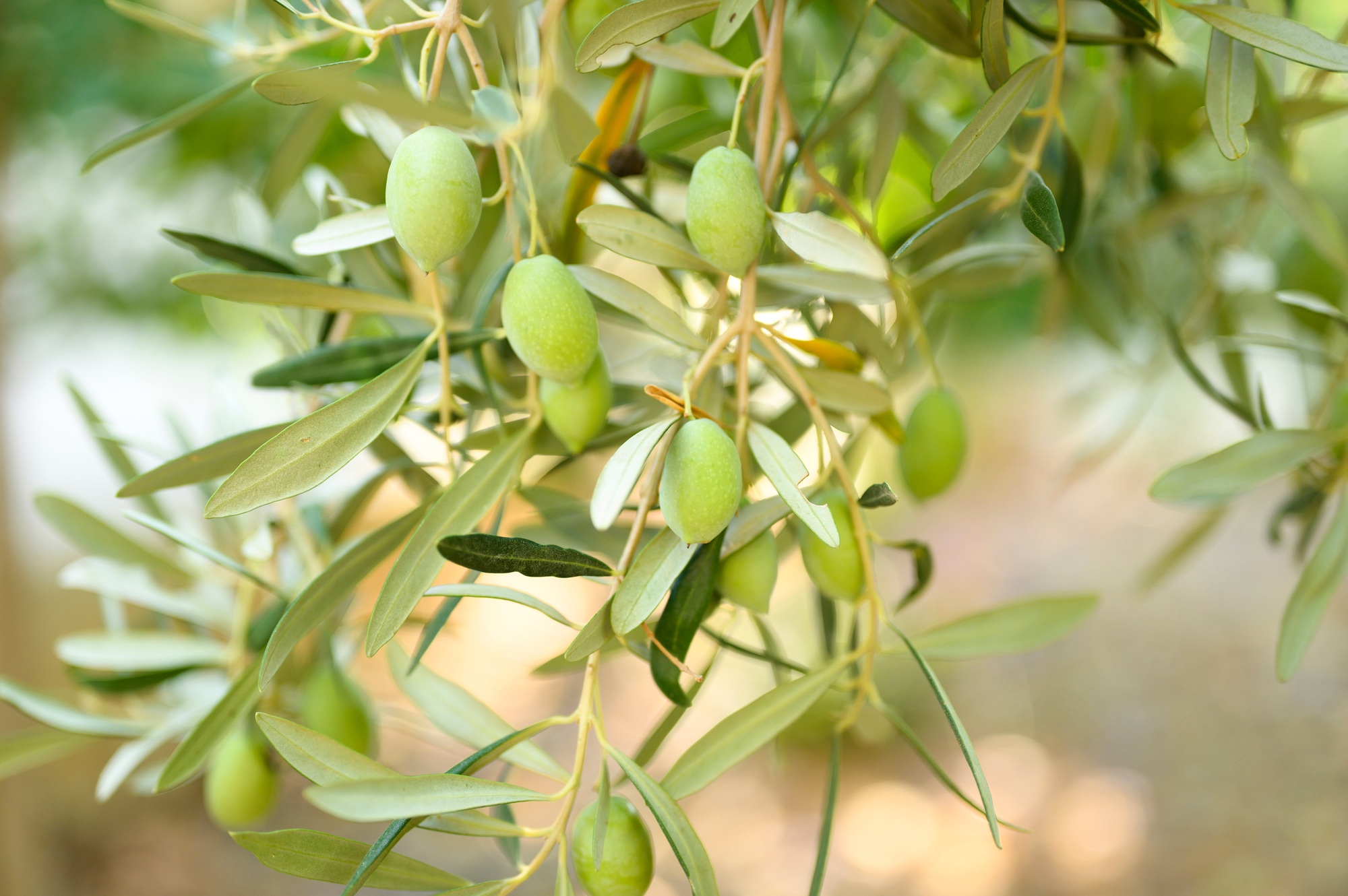 Analyontas Olive Tree Festival: From the Heart of the Grove to the Table’s Soul